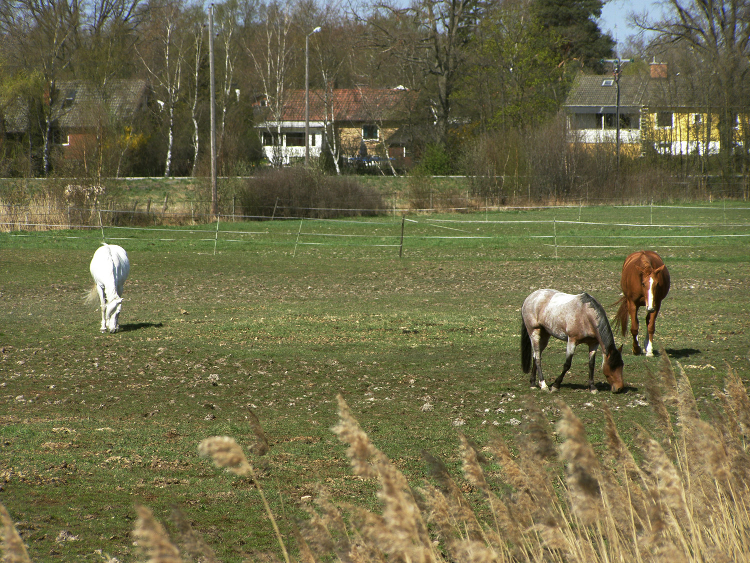 pasture and single family houses within the strategic site